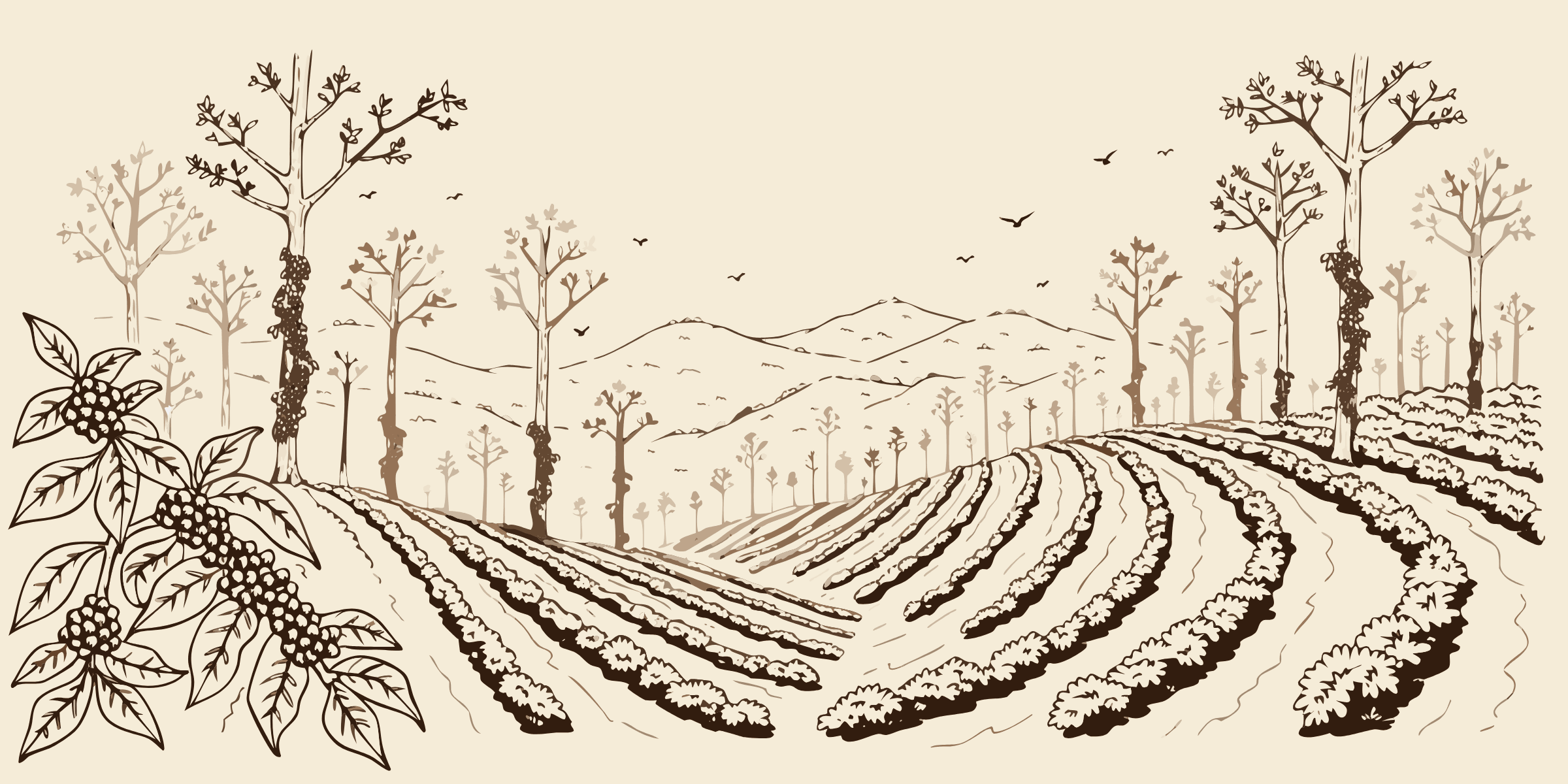 A drawing of coffee growing in India’s hills: rows of coffee bushes under tall shade trees with pepper vines up their trunks, a branch heavy with coffee cherries, hills behind.
